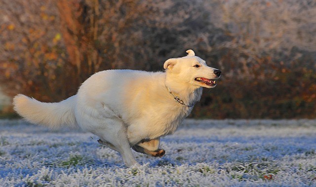 Hundezubehoer Rechnungskauf