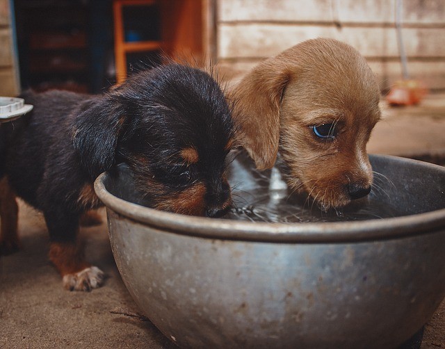 Rechnungskauf Hundezubehoer