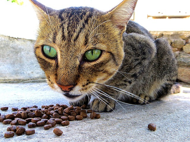 Katzenfutter auf Rechnung