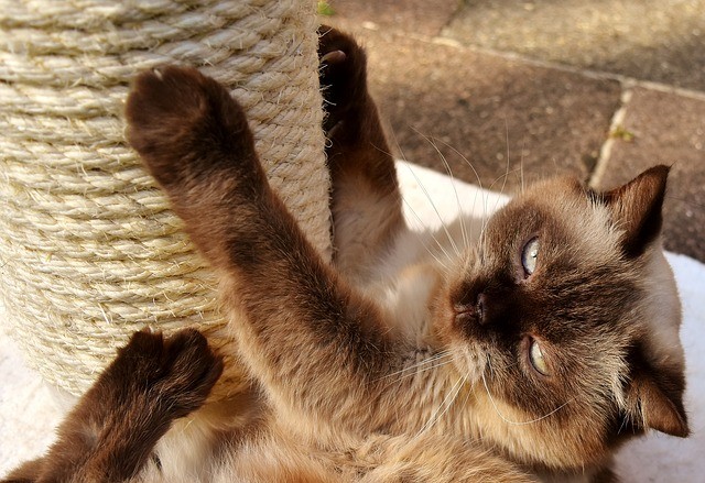 Katzenzubehoer auf Rechnung